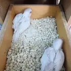 بادجي هولندي