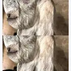 ماعز قبرصي