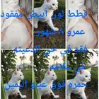 قطط مفقود حي الدعيثه