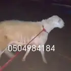 فحل حىي صنف