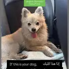 كلب ضاع من صاحبه وموجود عندي