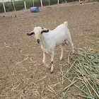 تيس بيشي أكحل