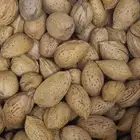 لوز إنتاج مزارع الباحة