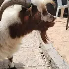 تيس قزمي ماديسو