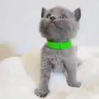 قطط كيتن سكوتش