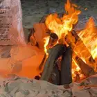 حطب زيتون ناشف