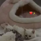 قطط للبيع