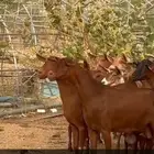 معزاء دهم فواخر العروض