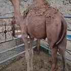 قعود