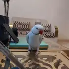 ببغاء الدره هولندي (( تم البيع ))