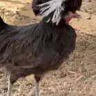 طيور دجاج للبيع