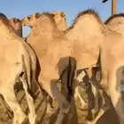 قعدان فل الفل للبيع
