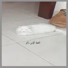 قطه قطط عدد 2 للتبني بدون مقابل