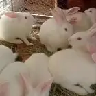 ارانب فرنسيه