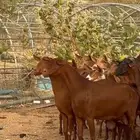 قروب انعام المواشي
