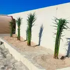 مشاءالله تبارك الله نخل طيب مثمر