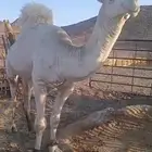 جمل اوضح