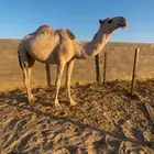 بكره جذعه لقحه شقحاء