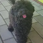 كلب توي بودل toy poodle