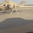 تم البيع
