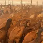 سواكني حمري جمله جذعان