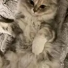 قطط
