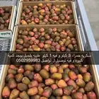 سكرية المذنب الحمراء طيبه بلحيل و يوجد كميه كبيره