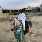 خيل واهو للبيع كفو