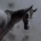للبيع احصان شعبي العمر 5سنواة الحصان سليم من كلشي