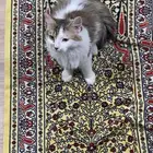 ضايع