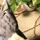 طيور للبيع