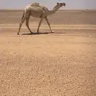 قعود باتلي جدها حاكم ابن قريع