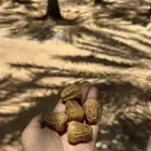 تمر. سكري مفتل