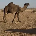 جمل اصفر على الشرط   ضراب هداوه