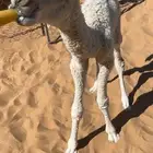 حوار ضيار كفو