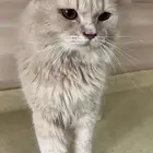 قط ذكر للتبني
