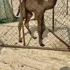 حوار ضيار اصفر