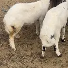 طلي وا رخال