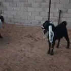 تبوس عوارض