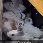 أرانب ودجاج