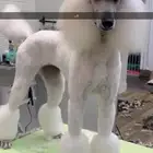 مستويات جراء بودل للحجزويوجد صور انتاج السابق وصور الأهالي