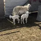 حريه متاوم تحتهت خروفين