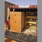 لتوصيل جميع الطيور والمواشي والغزلان