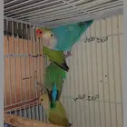 أزواج روز منتجه