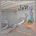 طبتين كروان اليفه