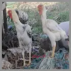 ديوكه فارسي عدد 4