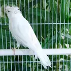 ذكر وايت ستنايت