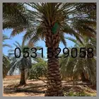 نخيل للبيع بجميع أنواعه ومقاساته