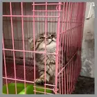 قطه أنثى صغيره العمر 3 شهور 1200