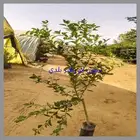 ليمون ابو زهير بلدي